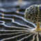 Supporting Rare Languages Beyond AI Limits